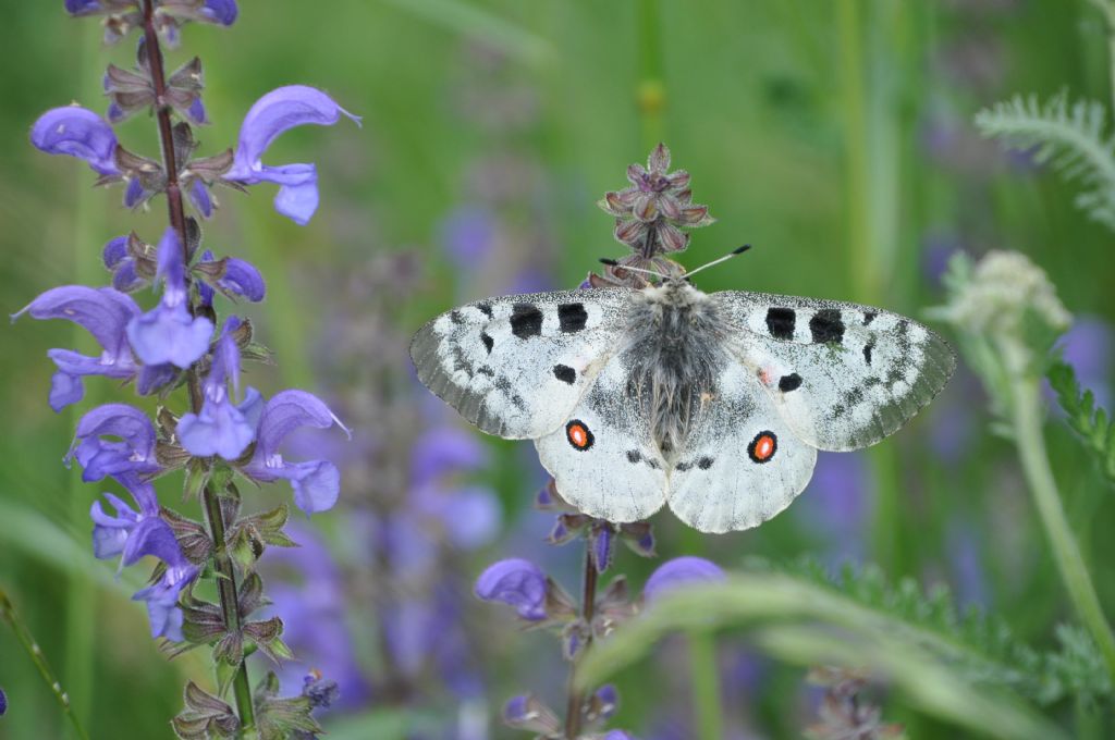 Parnassius apollo (Papilionidae)? S